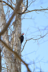 Male Pileated Woodpecker on Sycamore Tree in woods