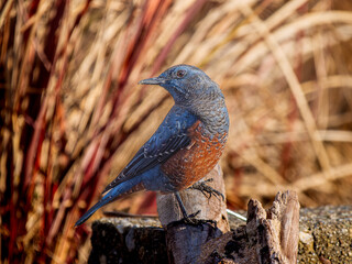 地面を歩くイソヒヨドリ