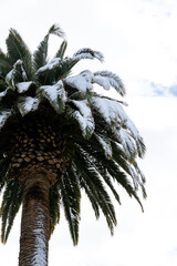 Snowy palm tree with a white sky in the background, you feel the cold