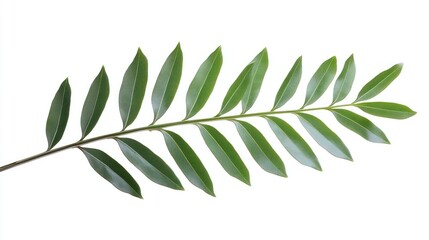 Green Branch with Leaves on White Background