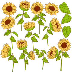 set of sunflowers