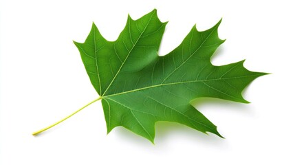 Fototapeta premium Single Green Maple Leaf