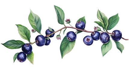 Saskatoon Berries fresh fruit isolated on transparent  background 