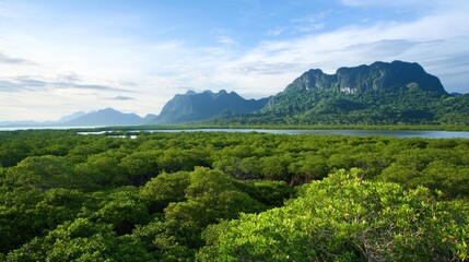 Fototapeta premium Mangrove Forest and Mountains