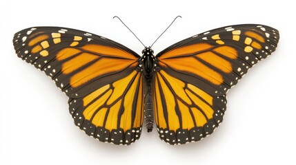 Fototapeta premium Monarch Butterfly Isolated on White