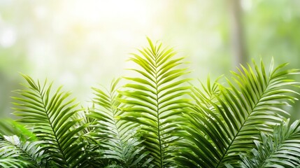 Lush Green Fern Leaves
