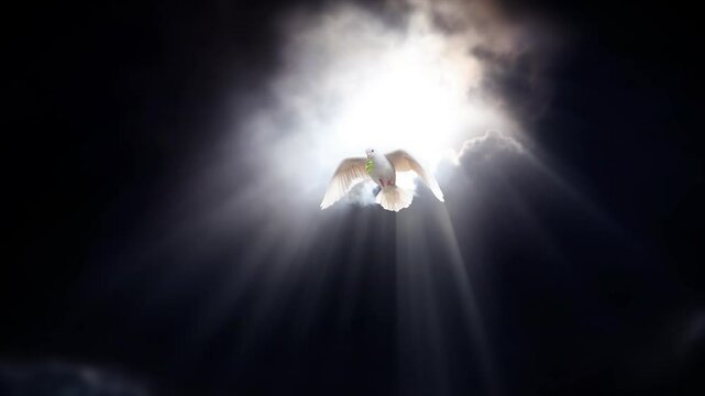 Bright and strong sunlight shines through the dark sky and dark clouds, and a white dove, a symbol of freedom and peace, flies in with a leaf in its beak.
- Powered by Adobe