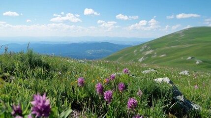 Obraz premium Alpine Meadow in Bloom