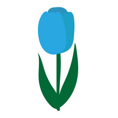 青いチューリップの花2