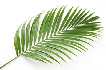 Obraz premium palm tree leaf isolated on white
