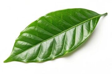 Fototapeta premium green coffee leaf isolated on white