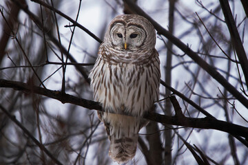 Barred owl Strix varia perched on a branch scans the ground for prey on the forest floor