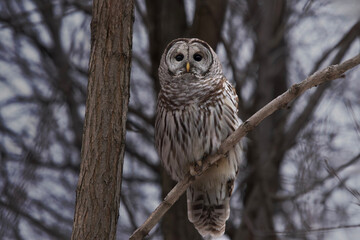 Barred owl Strix varia sitting on a branch in the cold barren winter forest