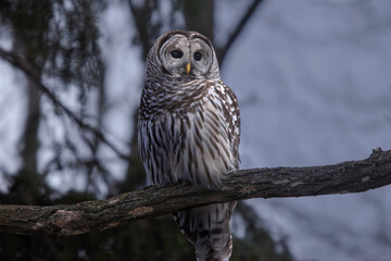 Barred owl Strix varia sitting on a branch in the cold barren winter forest