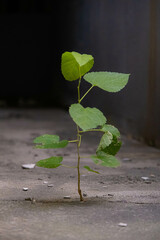 Green Plants on Concrete