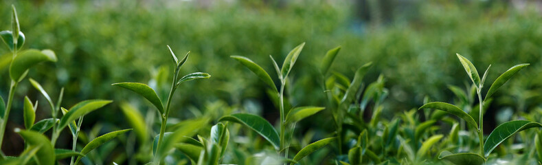 Banner Green tea tree leaves camellia sinensis organic farm sunlight. Panorama Fresh young tender bud herbal farm in morning. Banner Sunlight Green tea tree plant. Wide Green Tea Tree with copy space