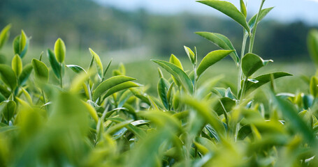 Obraz premium Green tea tree leaves field plant in camellia sinensis organic farm. Close up Tree tea plantations mountain green nature background in morning. Fresh young tender bud herbal Green tea tree in farm