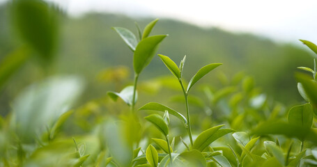 Green tea tree leaves field plant in camellia sinensis organic farm. Close up Tree tea plantations mountain green nature background in morning. Fresh young tender bud herbal Green tea tree in farm