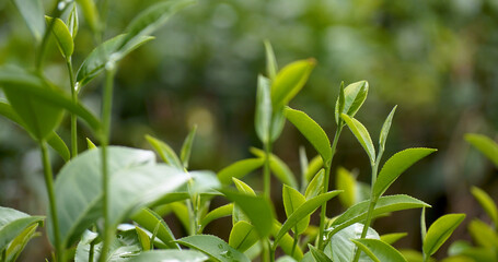 Green tea tree leaves field plant in camellia sinensis organic farm. Close up Tree tea plantations mountain green nature background in morning. Fresh young tender bud herbal Green tea tree in farm