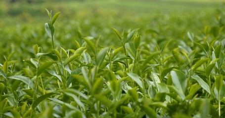 Obraz premium Green tea tree leaves field young tender bud herbal Green tea tree in camellia sinensis organic farm. Close up Fresh Tree tea plantations mountain green nature in herbal farm plant background morning