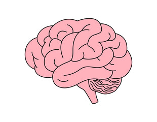 human brain illustration