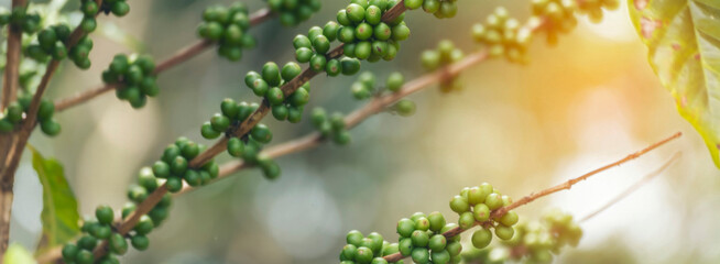Banner Green coffee bean berry plant with sunlight. Panorama Fresh raw seed coffee tree growth in eco organic farm morning time. Close up Green seed berries arabica coffee garden with copy space