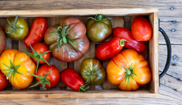 Wooden box of homegrown heirloom tomatoes