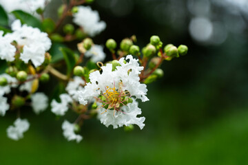 Blooming White Flowers