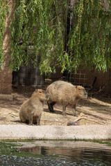 Capybaras sitting in the sun