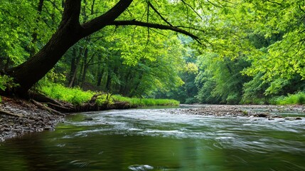 Fototapeta premium Tranquil Forest Stream