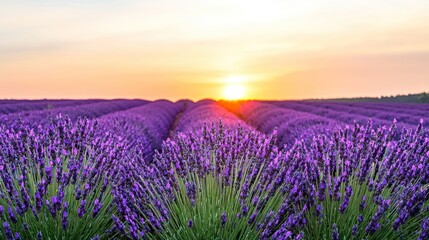 Fototapeta premium A vibrant lavender field at sunset, showcasing nature's beauty.