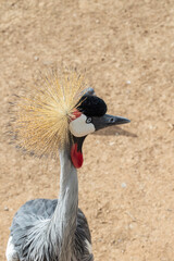 East African Crowned Crane, head close-up