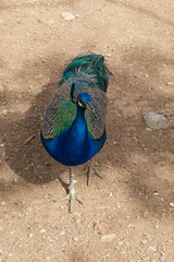 Peacock, male peafowl