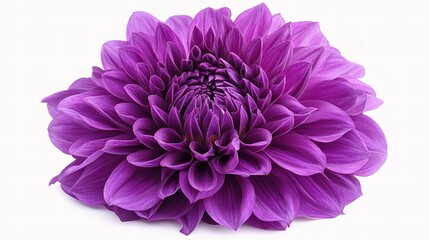 Obraz premium Closeup of a Stunning Purple Dahlia Flower on White Background