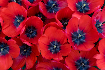Close up view of red tulip flowers top down view.