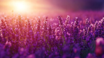Naklejka premium A serene lavender field at sunset, showcasing vibrant purple flowers and a warm, glowing sky.