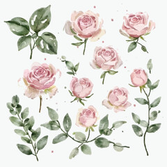 Naklejka premium Set watercolor elements of pink roses, collection garden flowers, leaves, branches. Botanic, illustration, eucalyptus leaf, Wedding floral design