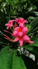 A Close Up of Vibrant Pink Plumeria Flowers in Lush Green Foliage