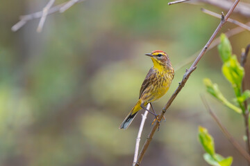 Close up view of Palm warbler bird in Magee Marsh Wildlife Area, Ohio
