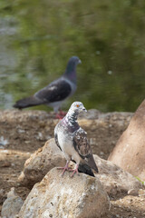 Pigeons resting on a rock
