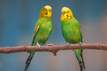 Two colorful love birds on tree branch