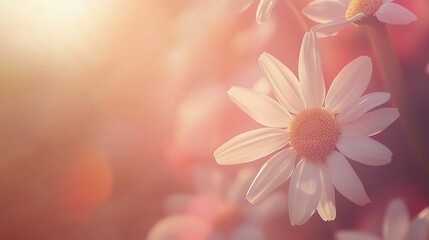 Bright Cinematic Shot of Chamomile Flowers with Soft Background