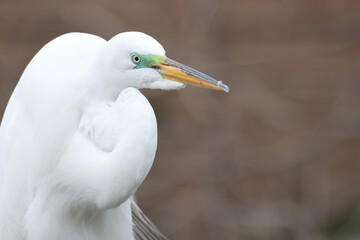 Close up shot of Great white Egret