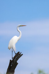 Close up shot of Great Egret on the tree.