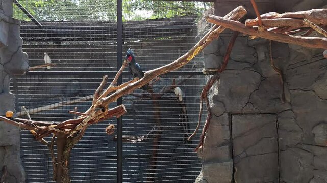 The king cockatoo or in its scientific name Probosciger aterrimus is a type of black and large cockatoo, with a length of about 60 cm. This bird has red cheeks and a large blackish beak.