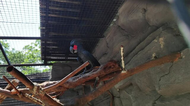 The king cockatoo or in its scientific name Probosciger aterrimus is a type of black and large cockatoo, with a length of about 60 cm. This bird has red cheeks and a large blackish beak.