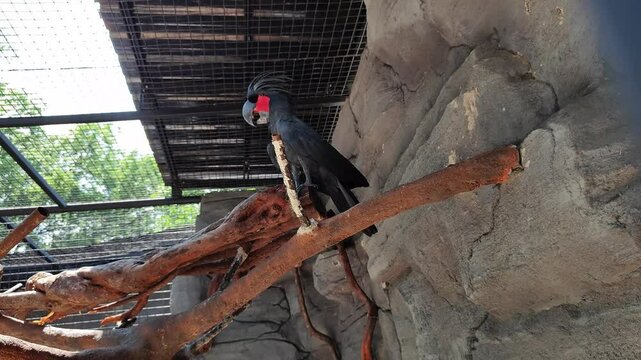 The king cockatoo or in its scientific name Probosciger aterrimus is a type of black and large cockatoo, with a length of about 60 cm. This bird has red cheeks and a large blackish beak.