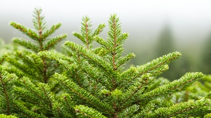 Lush Green Forest Reaching Down to Shimmering Lake Under Misty Atmosphere