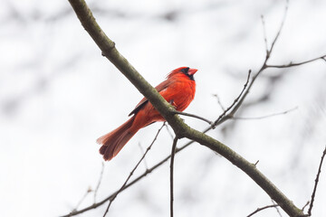 Male Cardinal bird on the tree branch