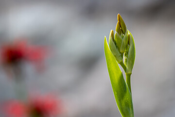Close up shot of Canna Lily plant leaves .